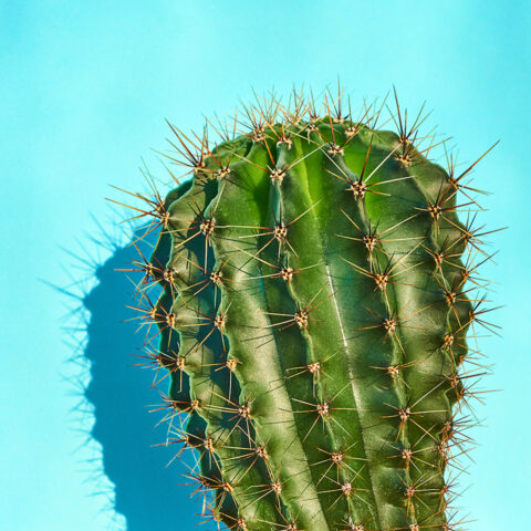 Bahrain Latin Festival